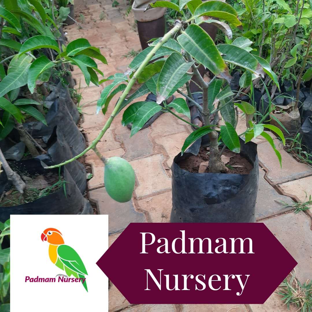 Grafted Thailand Mango Plant.