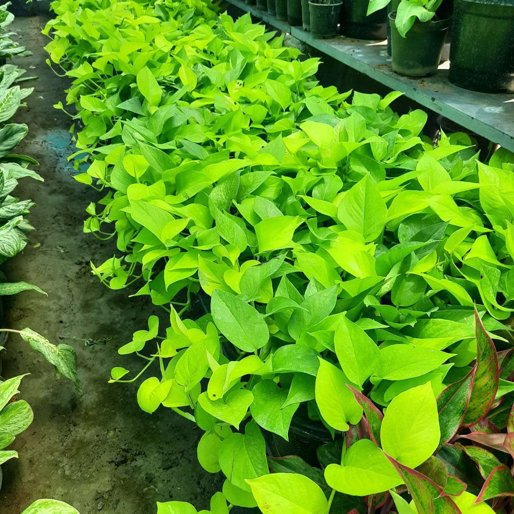 Pothos - Devil's Ivy Indoor Plant.