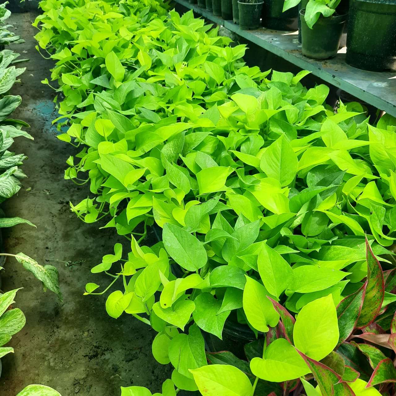 Pothos - Devil's Ivy Indoor Plant.