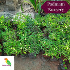 Ornamental chilli White Plant.