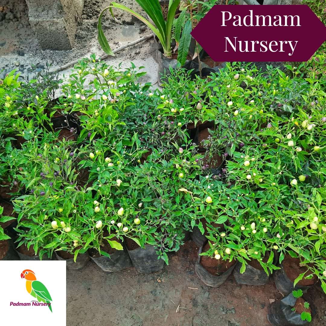 Ornamental chilli White Plant.