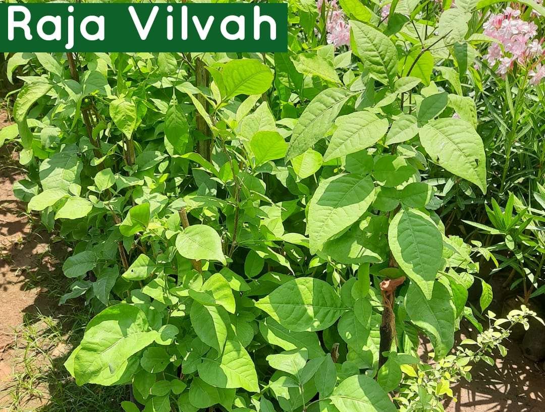 Raja Vilvam Plant - Aegle marmelos(L. ) Corr- Bilva Plant.