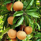 Grafted Chikoo, Chiku, Sapota Fruit Plant.