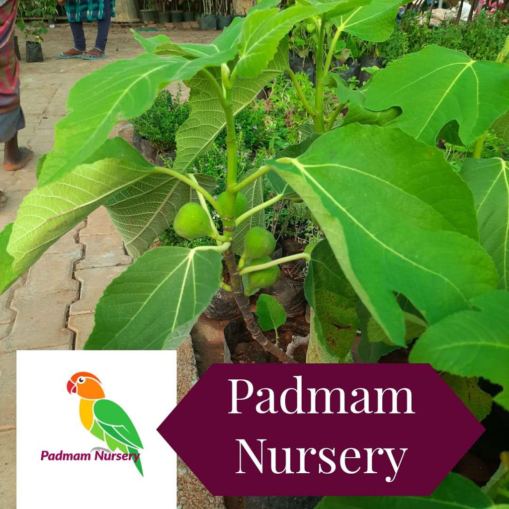 Grafted Anjeer Fig Fruit Plant.