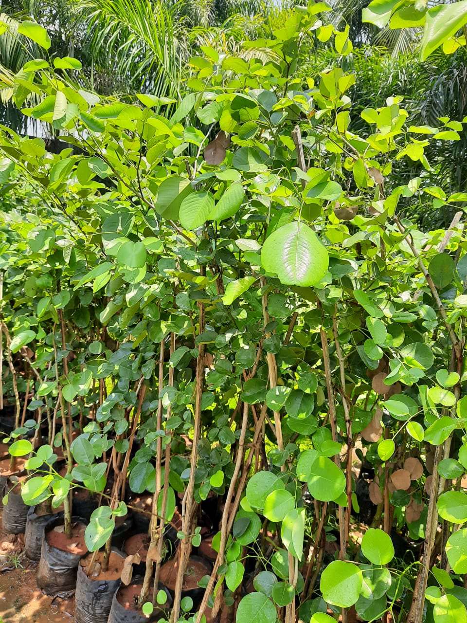 Red Sandalwood Plant.