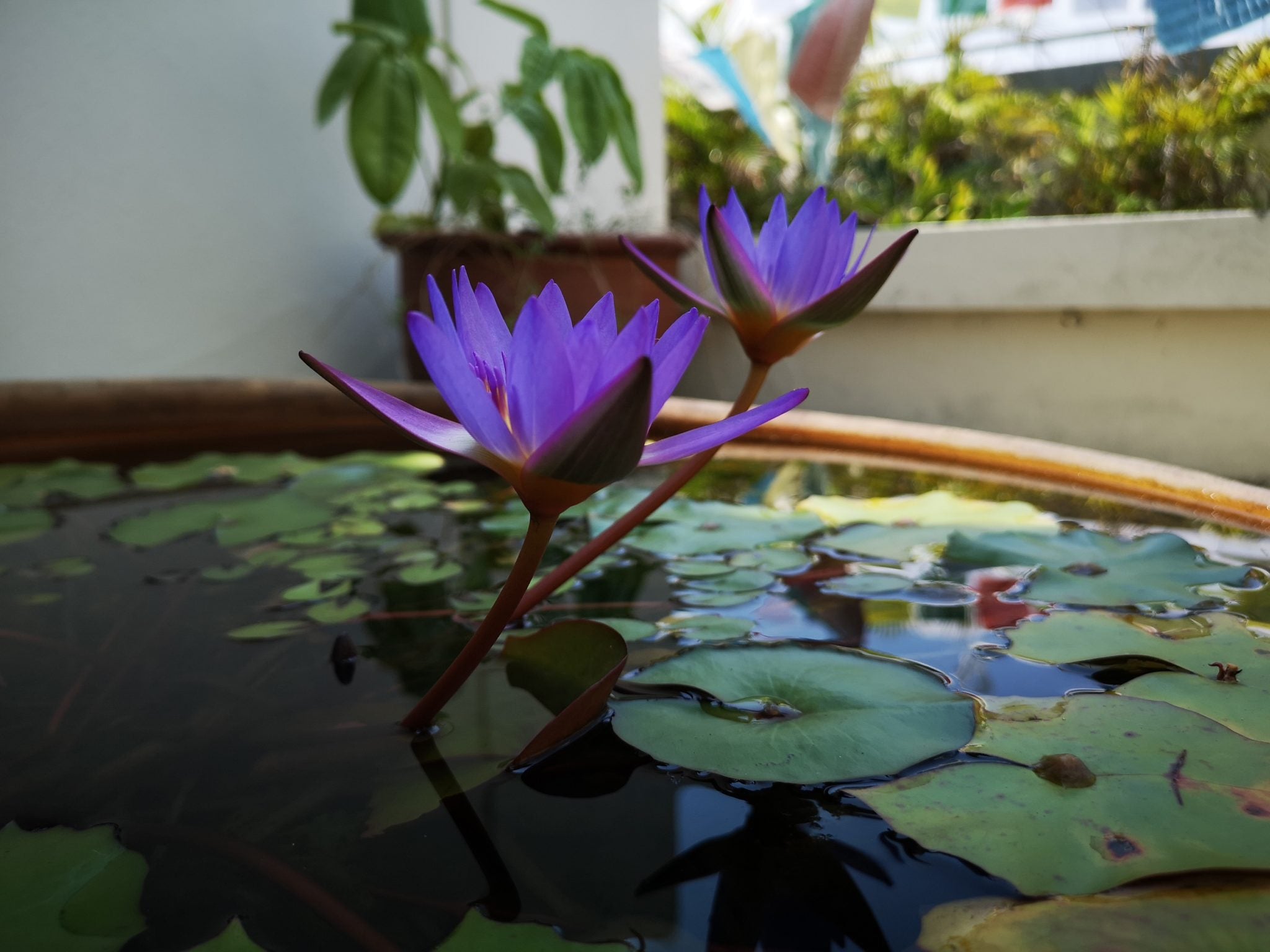 Violet Water Lily Plant.