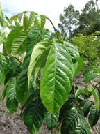 Ice Cream Beans - Monkey Tamarind Fruit Plant.