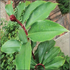 Insulin Plant - Chamaecostus cuspidatus.