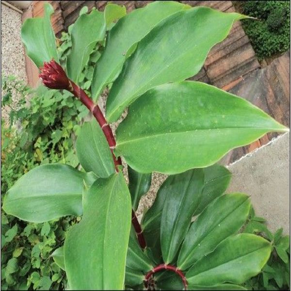 Insulin Plant - Chamaecostus cuspidatus.
