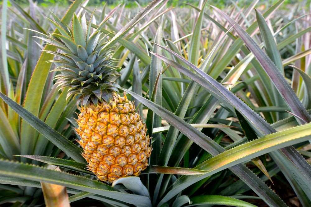 Grafted Pineapple Fruit Plant.