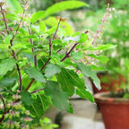 Lakshmi Tulsi Plant - Ocimum tenuiflorum.
