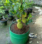 Grafted Jack Fruit Plant.