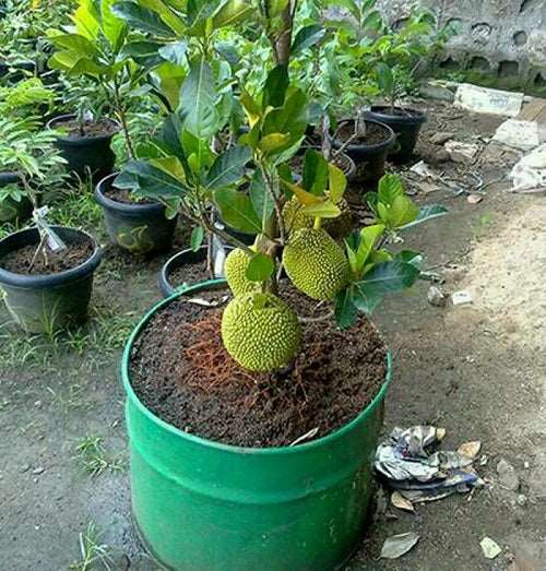 Grafted Jack Fruit Plant.