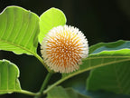 Kadamba Plant - Neolamarckia cadamba - Burflower-tree