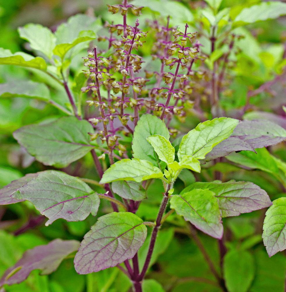 Krishna Tulsi Plant, Holy Basil, Ocimum tenuiflorum - Black Tulsi.