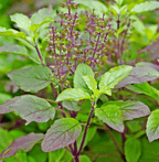Krishna Tulsi Plant, Holy Basil, Ocimum tenuiflorum - Black Tulsi.