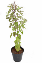 Krishna Tulsi Plant, Holy Basil, Ocimum tenuiflorum - Black Tulsi.