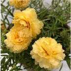 Table Rose Yellow Plant.