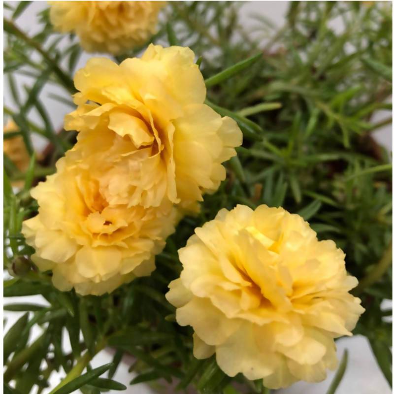 Table Rose Yellow Plant.