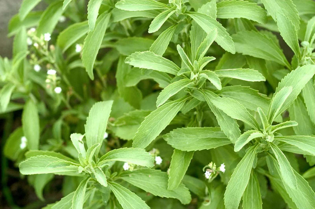 Stevia Plant - Stevia rebaudiana.