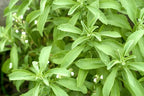 Stevia Plant - Stevia rebaudiana.