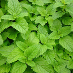 Lemon Balm Plant - Melissa officinalis.