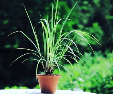 Fresh Lemon Grass Plant.