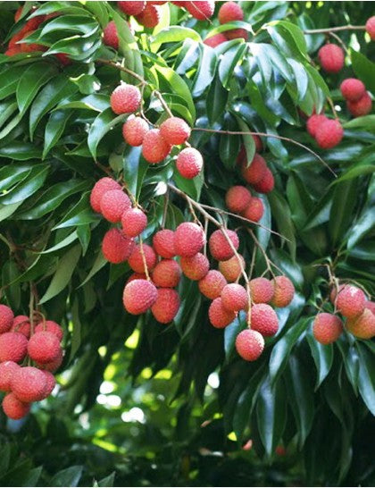 Grafted Lychee Fruit Plant.