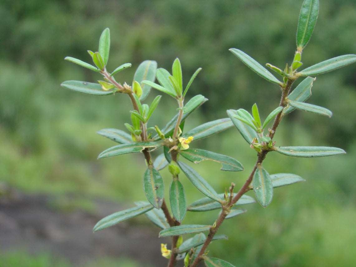 Polygala Elongata - Perianangai / Periyananka Plant.