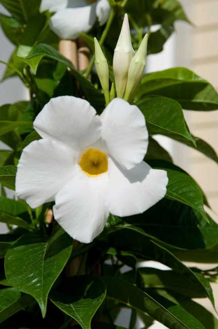 Mandevilla White Plant.