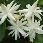 Star Jasmine - Iruvaatchi malli Plant.