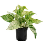 Money Plant Marble Queen.