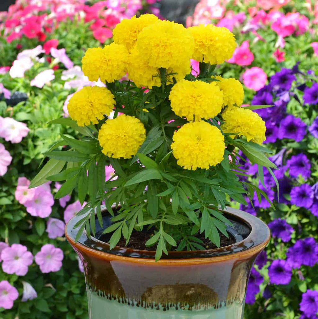 Yellow Marigold.