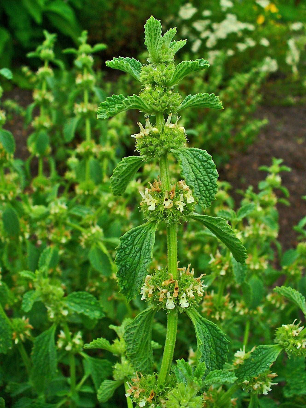 Marrubium Vulgare - White Horehound Plant.