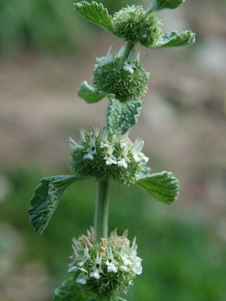 Marrubium Vulgare - White Horehound Plant.