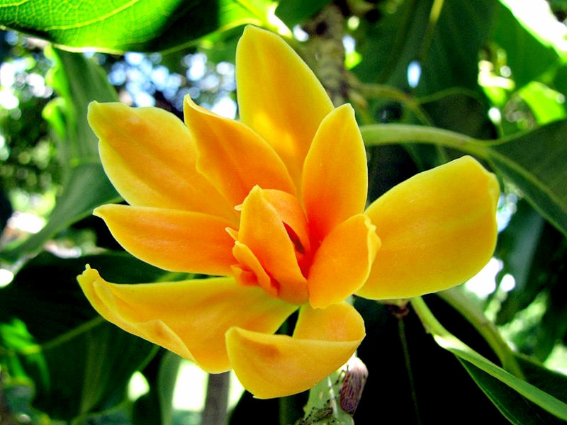 Grafted Champak Flower Plant.