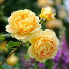 Miniature Rose - Button Rose (Yellow) plant.