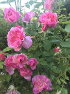 Miniature Rose - Button Rose (Pink) Plant.