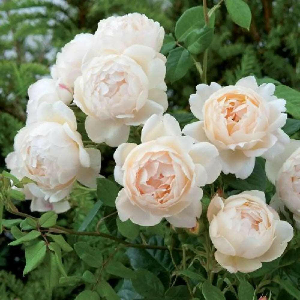 Miniature Rose - Button Rose (White) Plant.