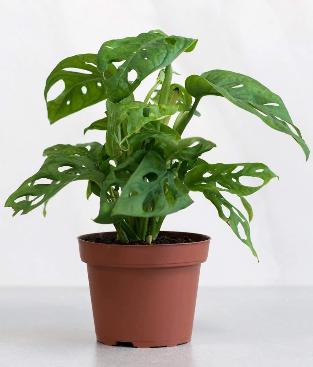 Broken Heart Indoor Plant.