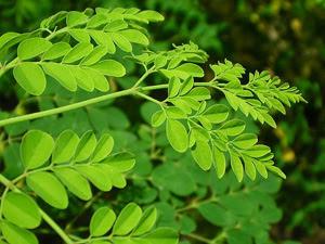 Drumstick Tree Plant - Murungai Keerai Plant.