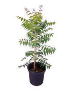 Neem Plant.