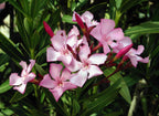 Pink Oleander Plant.
