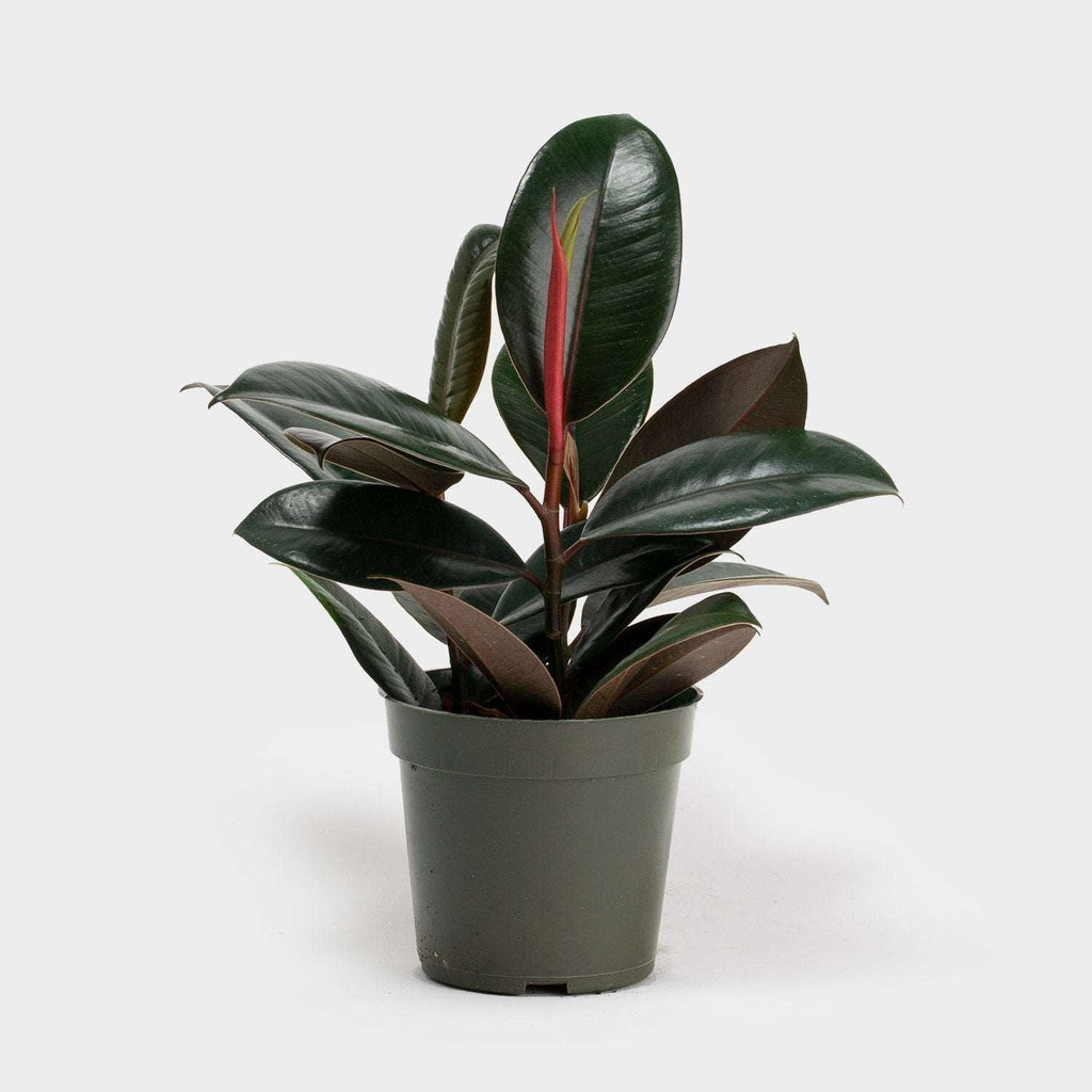 Rubber Plant.