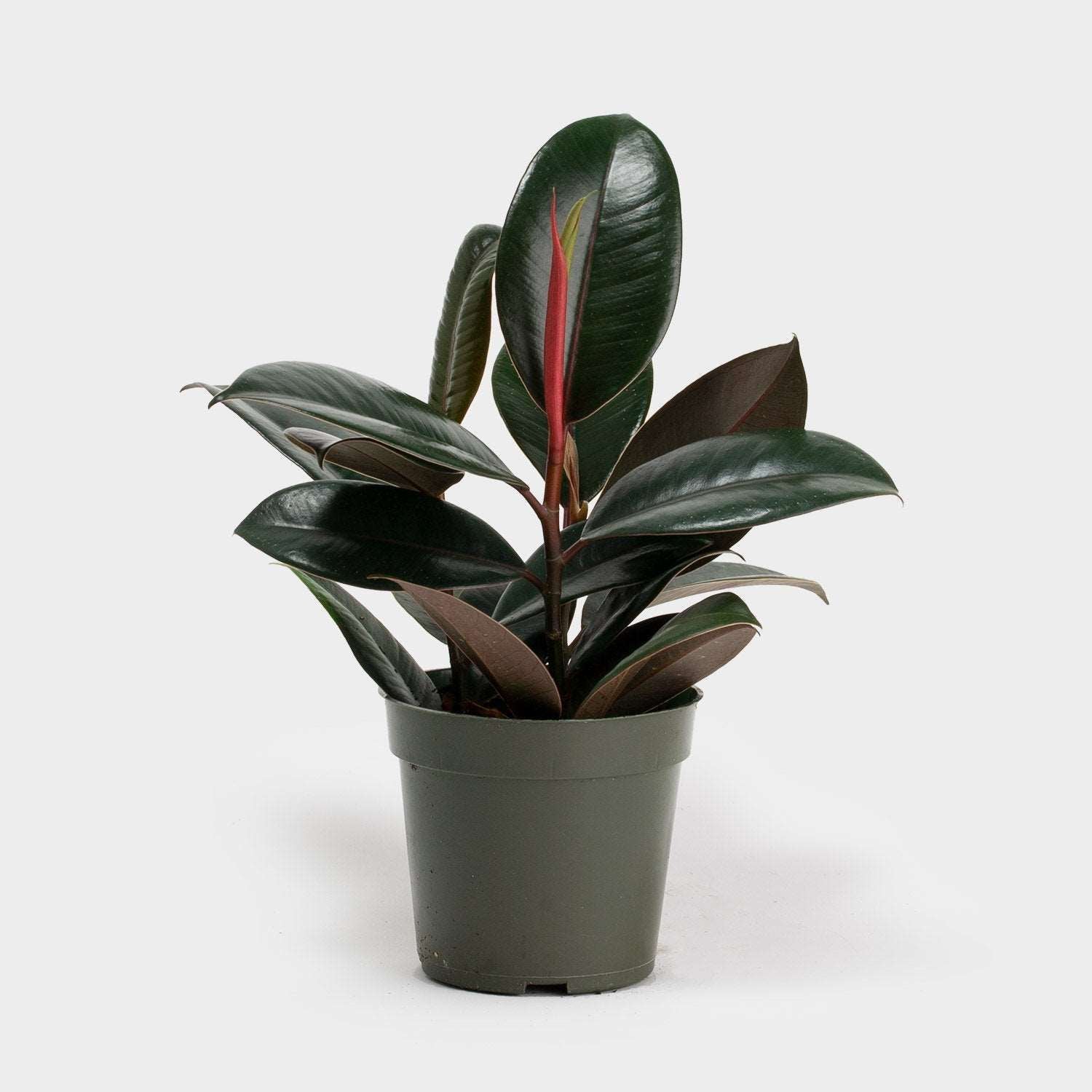Rubber Plant.