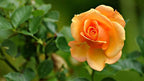 Orange Rose Plant.
