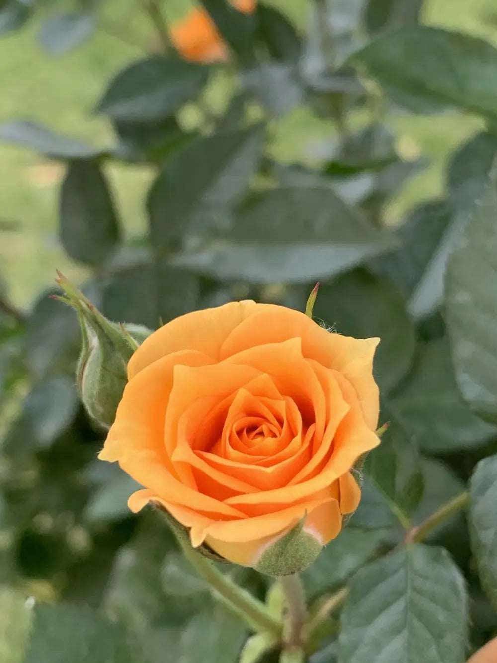 Orange Rose Plant.
