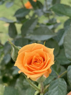 Orange Rose Plant.