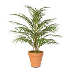 Areca Palm Plant Small.