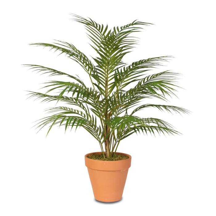 Areca Palm Plant Small.